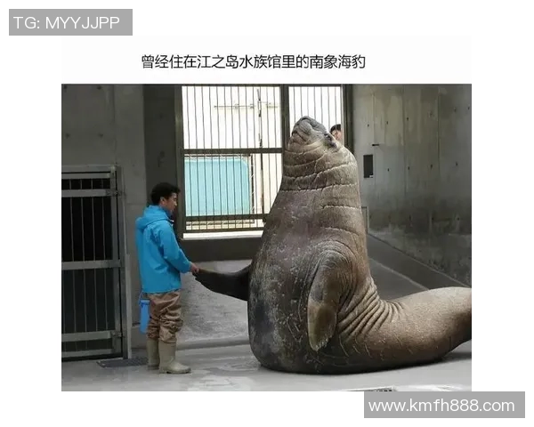 动物与足球明星的速度与灵活性对比探讨